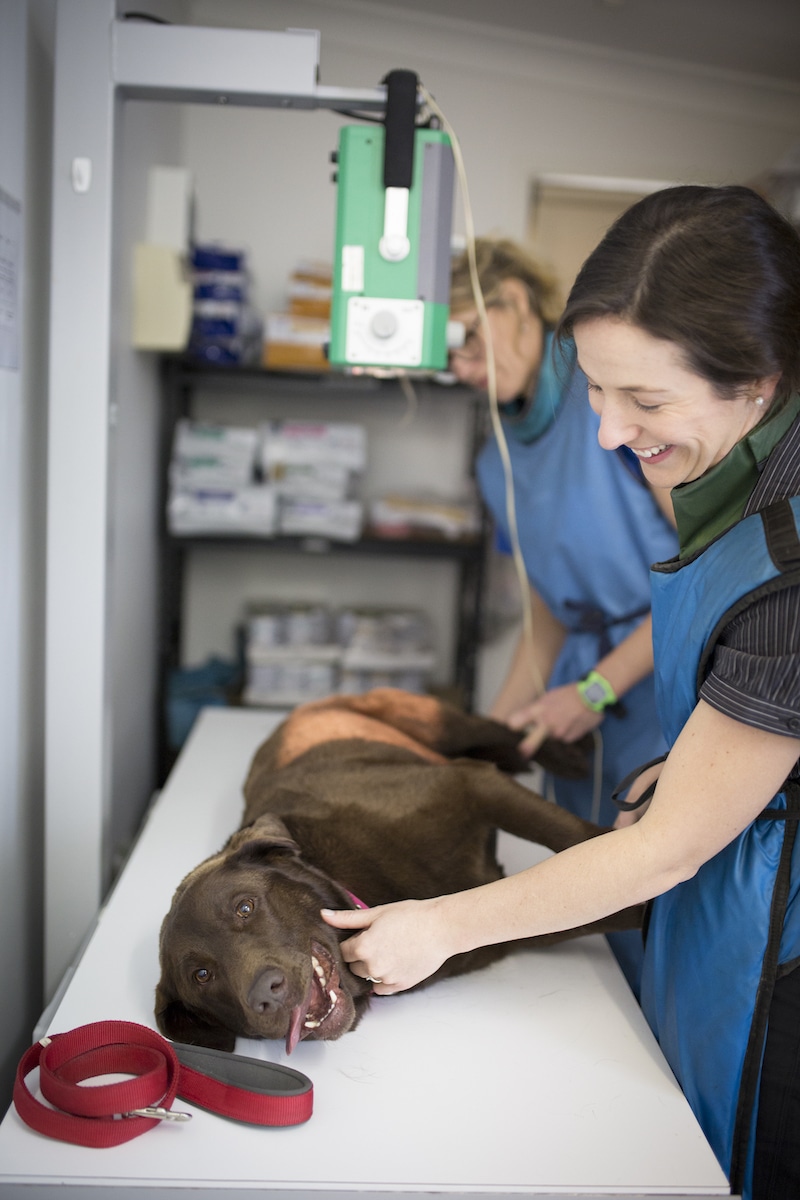 Pet XRays for Dogs & Cats North Nowra Vet Hospital`