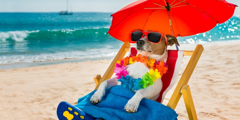 Does my pet need Sunscreen?